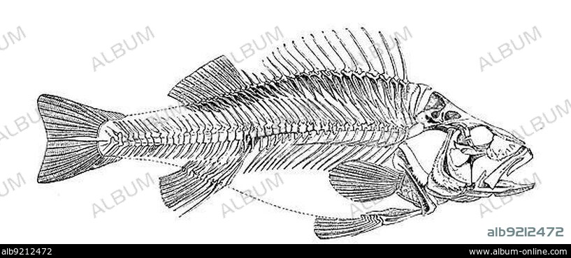 Fish, skeleton, bones of european perch (Perca fluviatilis), Historical, digitally restored reproduction from a 19th century original.