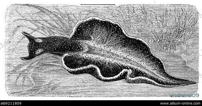 Green velvet snail, Elysia viridis is a marine species of the genus Elysia in the family Placobranchidae in the suborder of gullet snails, Historical, digitally restored reproduction from a 19th century original.