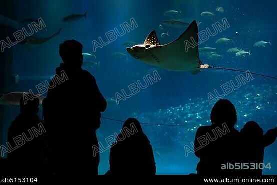 Silhouettes of visitors in front of a large aquarium with fish, Spotted eagle ray (Aetobatus narinari) swimming by, Osaka Aquarium Kaiyukan, Osaka, Japan, Asia.