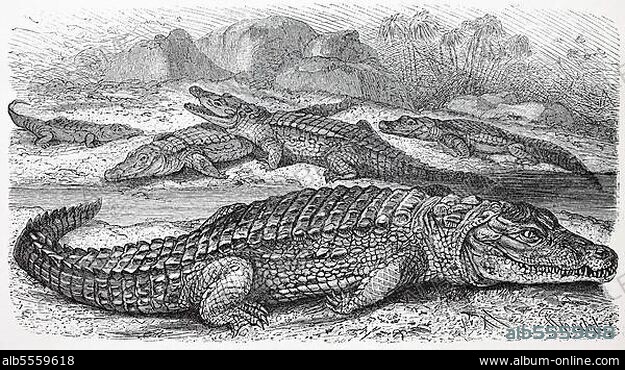 Nilkrokodil, Crocodylus niloticusnisches Krokodil, digital restaurierte Reproduktion einer Originalvorlage aus dem 19. Jahrhundert.