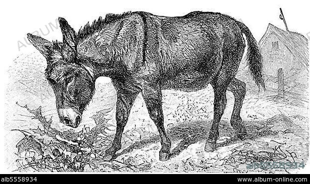 Der Afrikanische Wildesel (Equus africanus) oder Afrikanische Wildesel ist ein wildes Mitglied der Pferdefamilie Equidae, Historisch, digital restaurierte Reproduktion einer Originalvorlage aus dem 19. Jahrhundert.