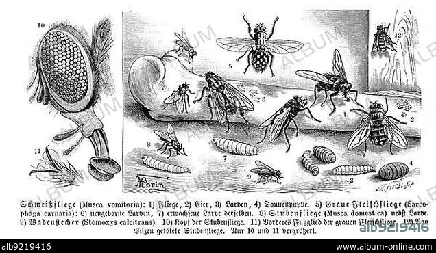 Insects, cynomya mortuorum (Musca vomitoria), 5. grey flesh fly, Sarcophaga carnaria, 8. house fly (Musca domestica), 9. seine biter or the common biting fly or burning fly (Stomoxys calcitrans), Historic, digitally restored reproduction from a 19th century original.