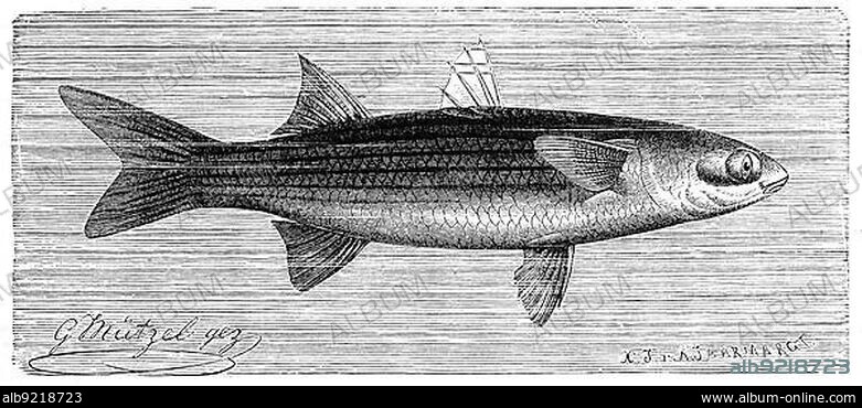 Fish, Mullet, thinlip mullet (Chelon ramada), Syn. Liza ramada, Mugil capito, Historic, digitally restored reproduction from a 19th century original.