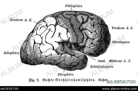 Right cerebral hemisphere, exterior, illustration, Meyers Konversations-Lexikon encyclopedia, 1897.