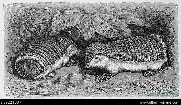 Armadillo, Chlamydophorus truncatus, pink fairy armadillo (Chlamyphorus truncatus), or pichiciego is the smallest species of armadillo, Historic, digitally restored reproduction of a 19th century original, exact original date unknown.