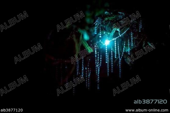 Bioluminescence, luminous Glowworm, maggot of fungus gnats (Arachnocampa luminosa) in a cave, endemic to New Zealand, Leith Valley, Dunedin, New Zealand, Oceania.