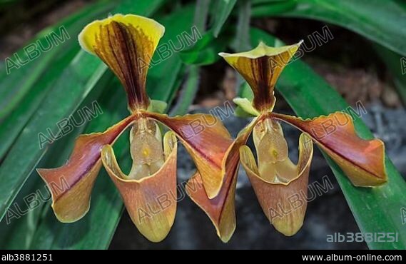 Sukhakul's Paphiopedilum orchid (Paphiopedilum sukhakulii), Chiang Mai Province, Thailand, Asia.
