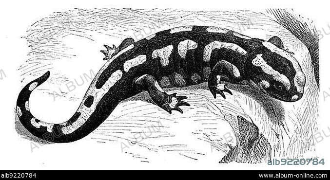 Reptiles, Fire salamander (Salamandra salamandra) is a European amphibian species from the family of the true salamanders, Historical, digitally restored reproduction from a 19th century original.