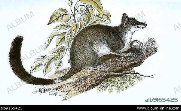 Double-crested pouched mouse or Kowari (Dasyuroides byrnei), Brush-tailed pouched mouse, digitally restored reproduction of an original 19th century specimen.