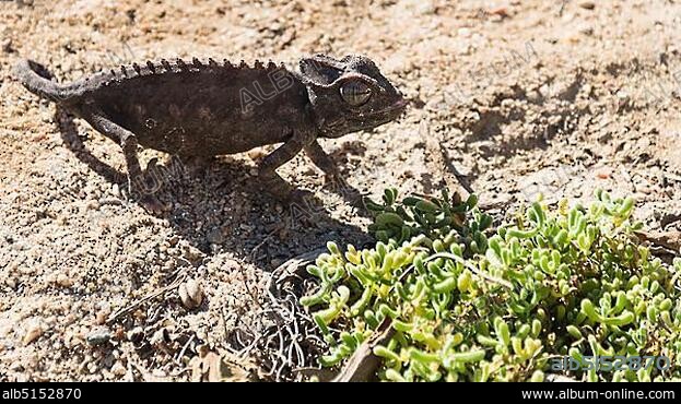 Namaqua Chameleon (Chamaeleo namaquensis), Living Desert Snake Park, Walvis Bay, Namibia, Africa.
