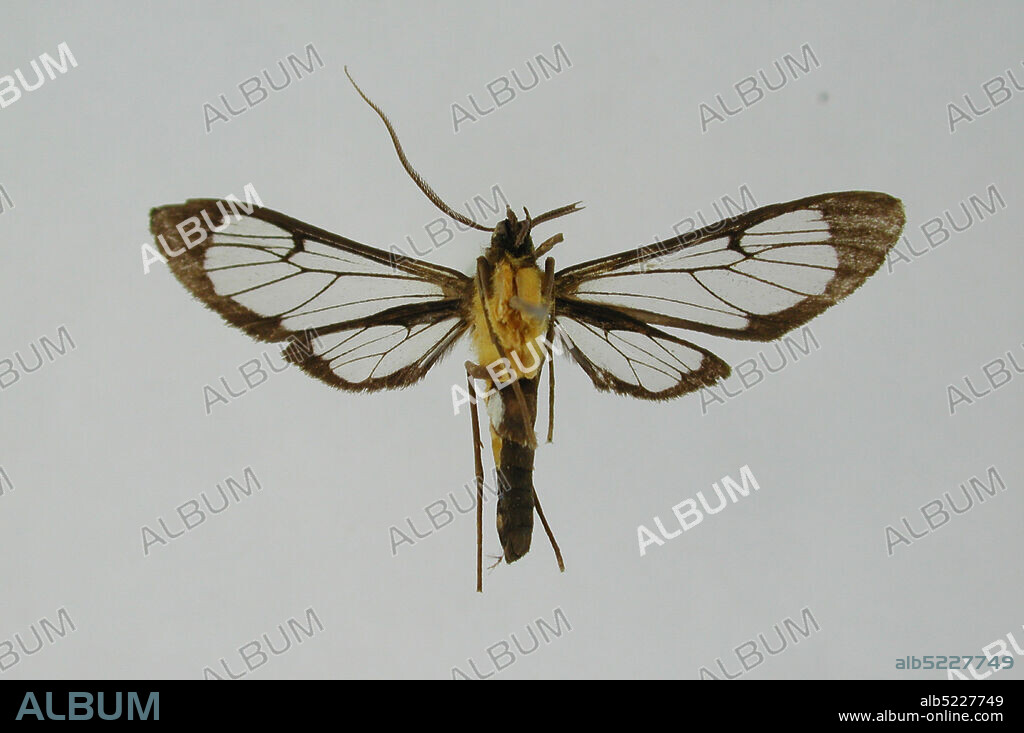 Popayan, Cauca, Colombia, Sarosa annotata Dognin, 1914, Animalia, Arthropoda, Insecta, Lepidoptera, Arctiidae.