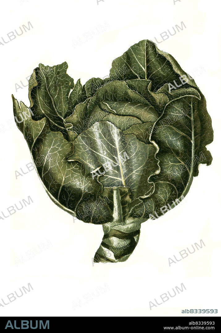 Brassica capitata alba, Weiükohl, Brassica oleracea var. capitata, Cabbage, comprising several cultivars of Brassica oleracea, Phytanthoza iconographia, historische Pflanzenillustration aus dem um 1740 erschienen Buch, digital aufbereitet, historical plant illustration from the book published around 1740, digitally enhanced.