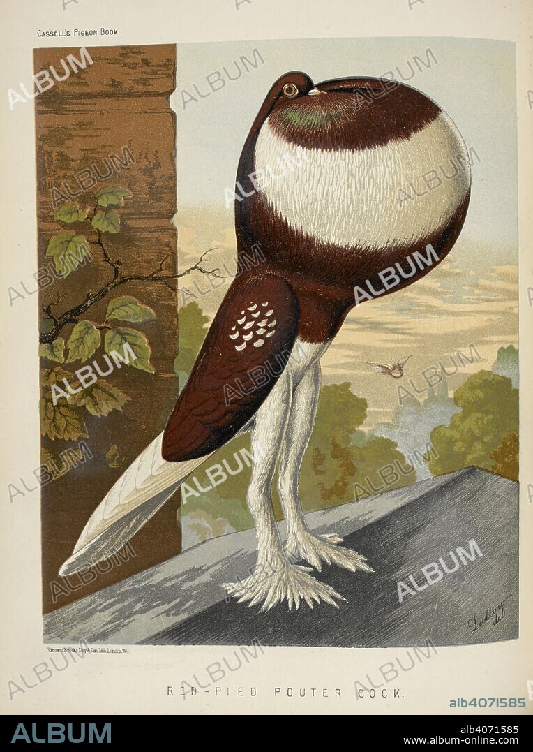 OF BROCKLEY. ROBERT FULTON and J. W. LUDLOW. Red-Pied Pouter Cock. The Illustrated Book of Pigeons ... Edited by L. Wright ... Illustrated with fifty life-like coloured plates, from paintings by J. W. Ludlow. London 1874-76. Source: 7295.h.1 plate opposite page 113.