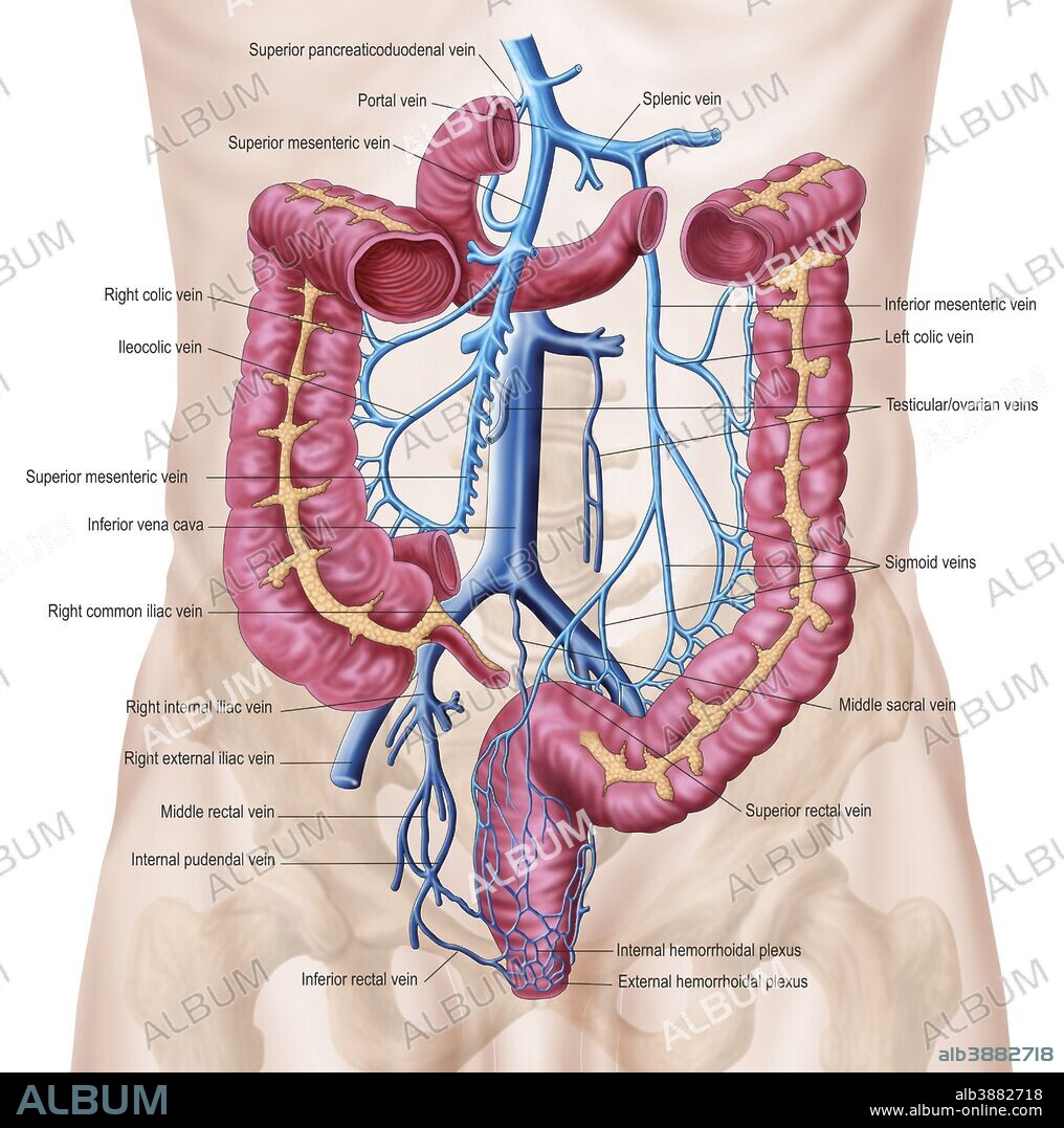 Anatomy of human abdominal vein system.