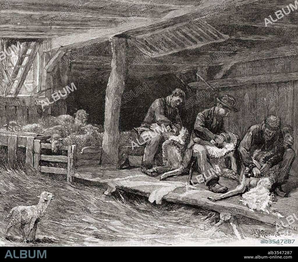 Sheep shearing in England in the 19th century. From The Century Illustrated Monthly Magazine, published 1884.