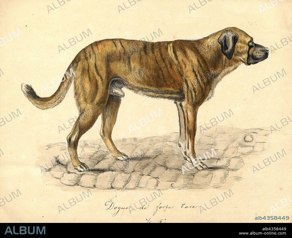 Canis lupus familiaris, Print, The domestic dog (Canis lupus familiaris when considered a subspecies of the wolf or Canis familiaris when considered a distinct species) is a member of the genus Canis (canines), which forms part of the wolf-like canids, and is the most widely abundant terrestrial carnivore. The dog and the extant gray wolf are sister taxa as modern wolves are not closely related to the wolves that were first domesticated, which implies that the direct ancestor of the dog is extinct. The dog was the first species to be domesticated and has been selectively bred over millennia for various behaviors, sensory capabilities, and physical attributes., 1700-1880.