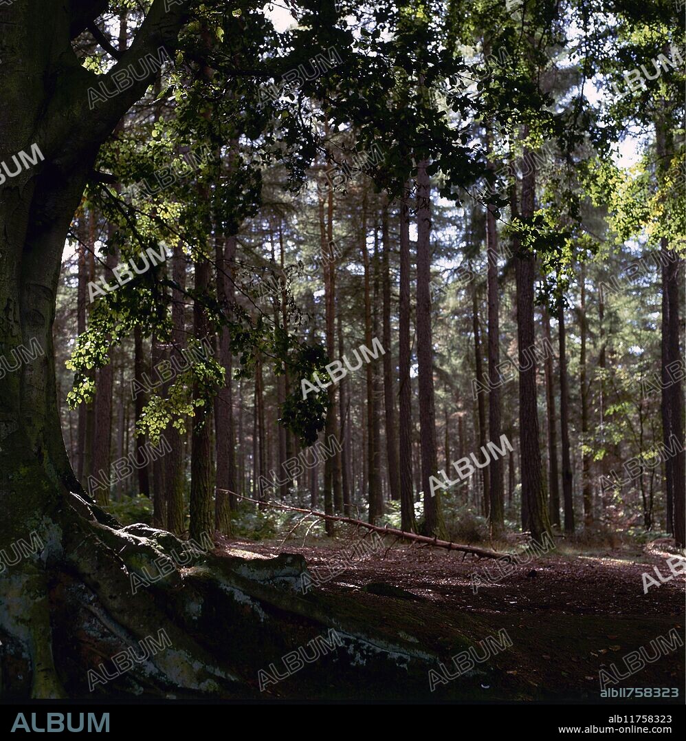 A forest scene at Dallington Heath. *** Local Caption ***.