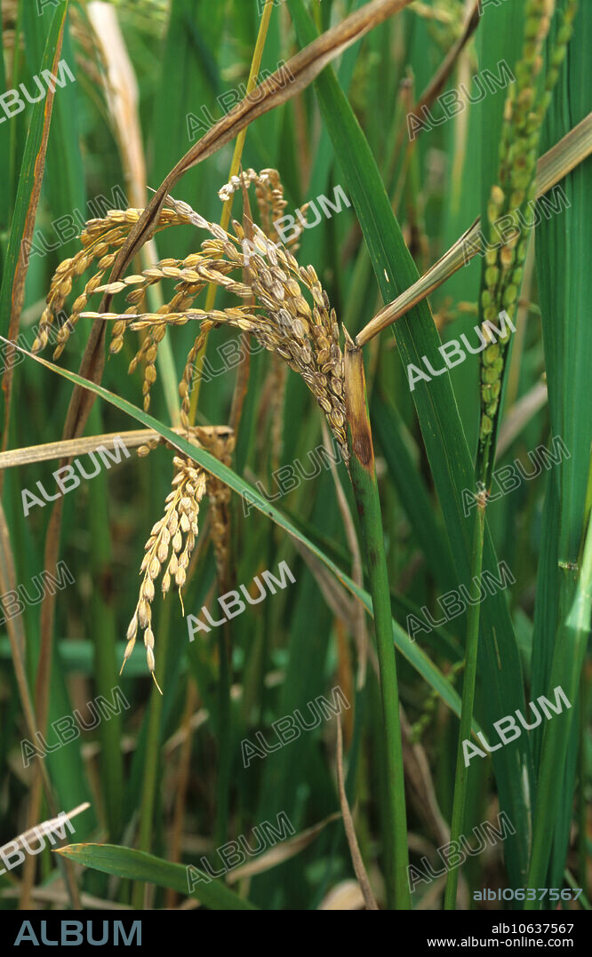 Sheath rot (Sarocladium oryzae) infected flag leaf and ear of rice, Philippines.