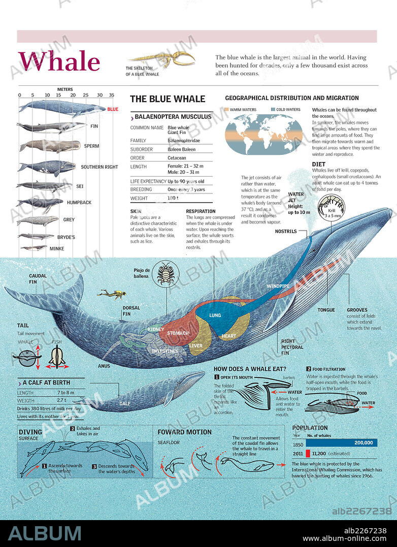 whale. Infographic on the anatomy, habitat, diet and breeding of the blue whale.