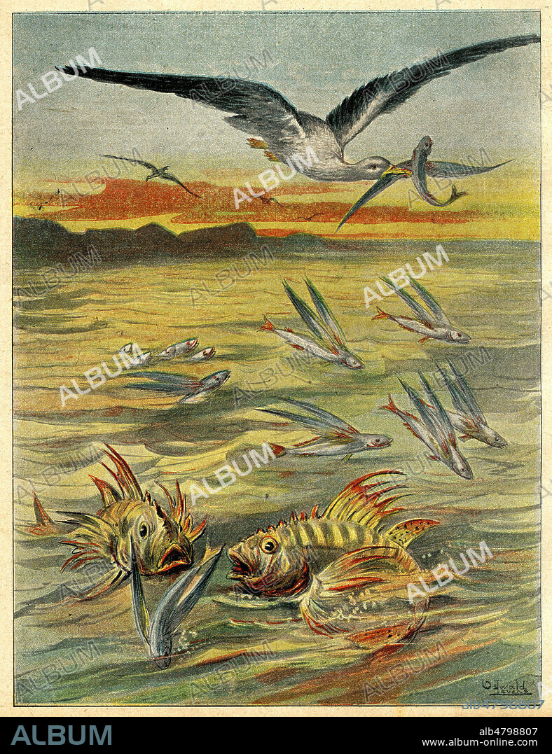 Les poissons volants (s'enfuyant devant des rascasses et des albatros). Illustration vers 1897 par Oswald LEVENS (19-20 s.) pour Le petit Voyageur illustre. Credit : Collection Jonas/Kharbine-Tapabor.