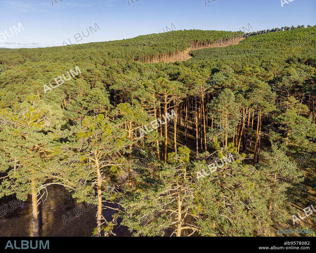 Scots pine forest, Pinus sylvestris, Navaleno, Soria, Autonomous Community of Castile, Spain, Europe.