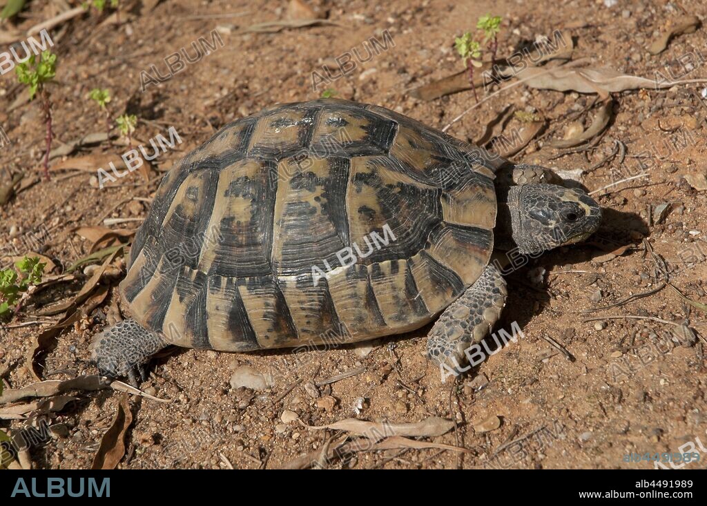 Spur-thighed tortoise or Greek tortoise (Testudo graeca), Region of Andalusia, Spain, Europe.