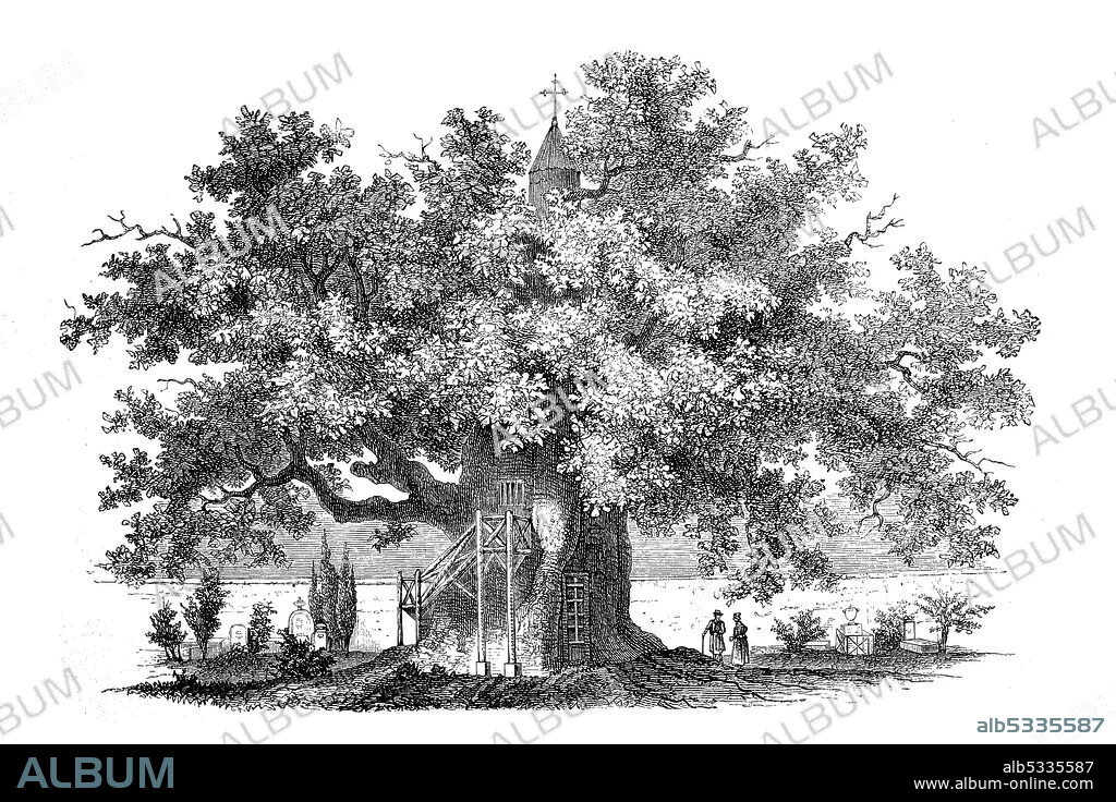 The Chene chapelle, chapel oak, is an oak tree located in Allouville-Bellefosse in Seine-Maritime, France  /  Chene d’Allouville, Eiche von Allouville, oder Chene-chapelle, genannte Stieleiche ist ein bemerkenswertes Baumexemplar in der französischen Gemeinde Allouville-Bellefosse, Normandie. Sie wird je nach Quelle auf ein Alter von 800 bis 1.200 Jahren geschätzt, Historisch, historical, digital improved reproduction of an original from the 19th century / digitale Reproduktion einer Originalvorlage aus dem 19. Jahrhundert,.