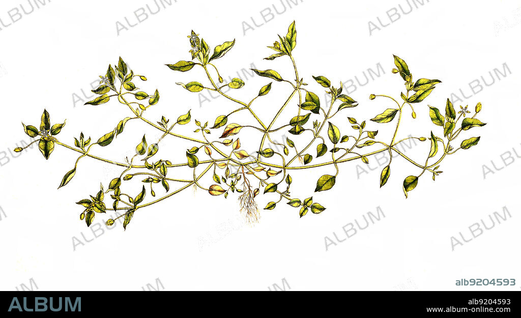 Gewöhnliche Vogelmiere, Stellaria media, auch Vogel-Sternmiere, Hühnerdarm / Stellaria media, chickweed, is an annual and perennial flowering plant in the family Caryophyllaceae.