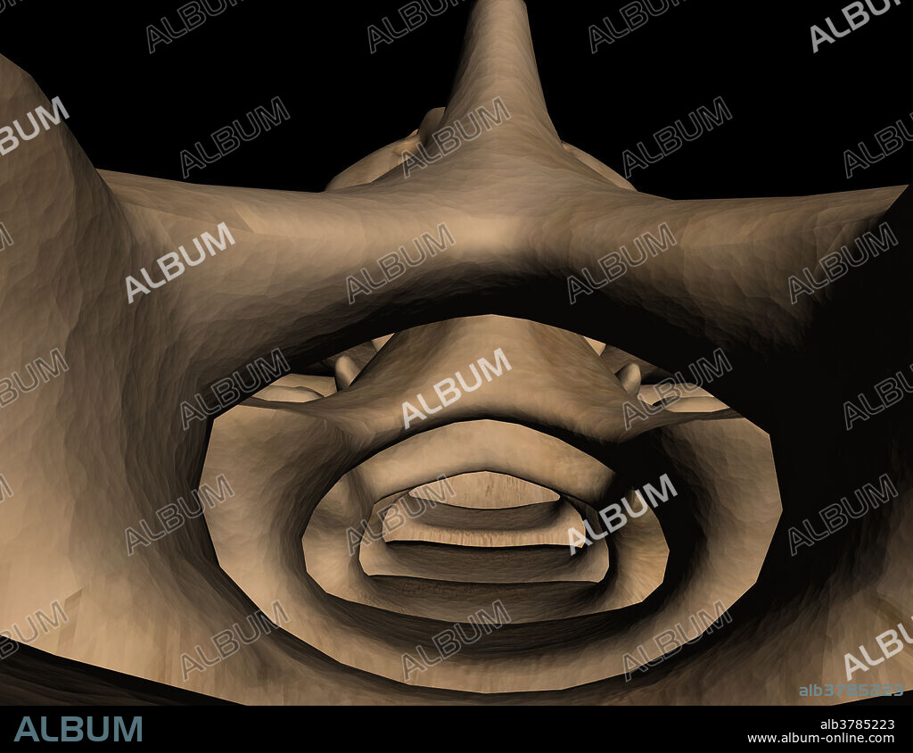 The central canal within the lumbar spine contains the lumbar and sacral nerve roots known collectively as the cauda equina. This elliptical canal or tunnel is shown with its bony margin in this view. The cauda equina has been removed. The top portion demonstrates the lamina. The lower portion is where the vertebral body is located.