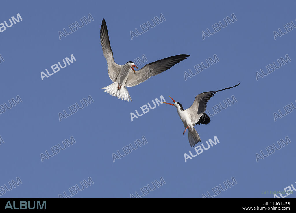 African skimmers (Rynchops flavirostris) displaying, Chobe national park, Botswana.