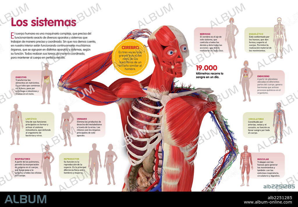 Los sistemas. Infografía sobre los diferentes sistemas que hacen funcionar al organismo humano.