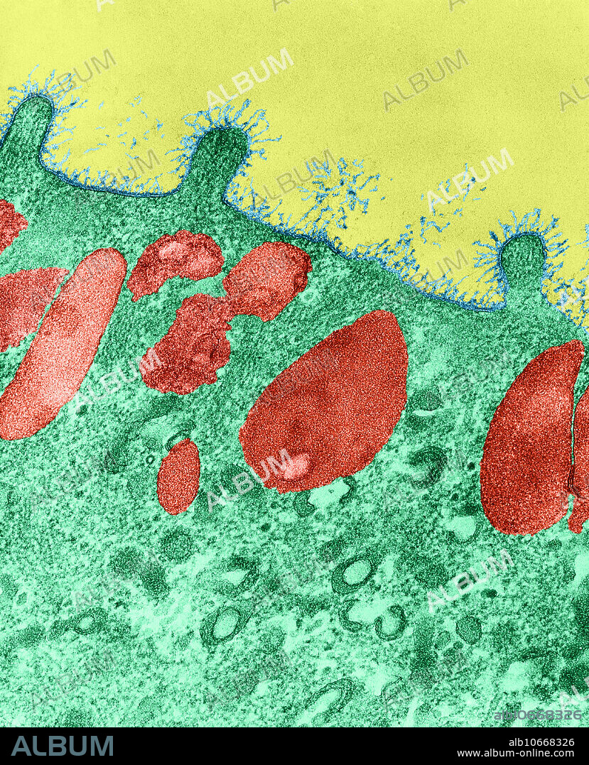 Colour enhanced transmission electron micrograph of a cell membrane showing the upper surface of a secreting cell. Secretion granules (red) can be seen in the cytoplasm approaching the plasma membrane. Magnification 125,000x.