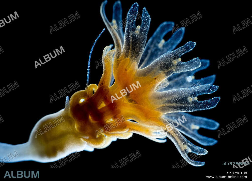 Strobila of the jellyfish species Aurelia aurita, from the Mediterranean sea. Final stage of development.