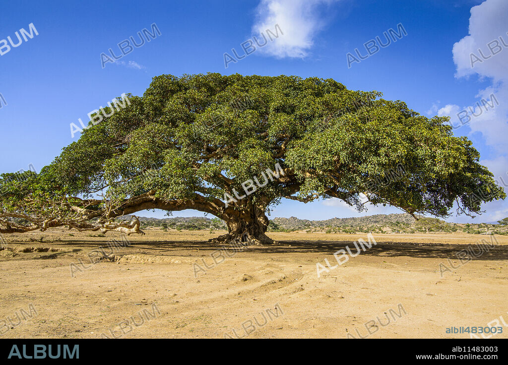 The five Nakfa tree (Giant Sycamore tree) near Segeneyti, although the widest tree of the world in the highlands of Eritrea.