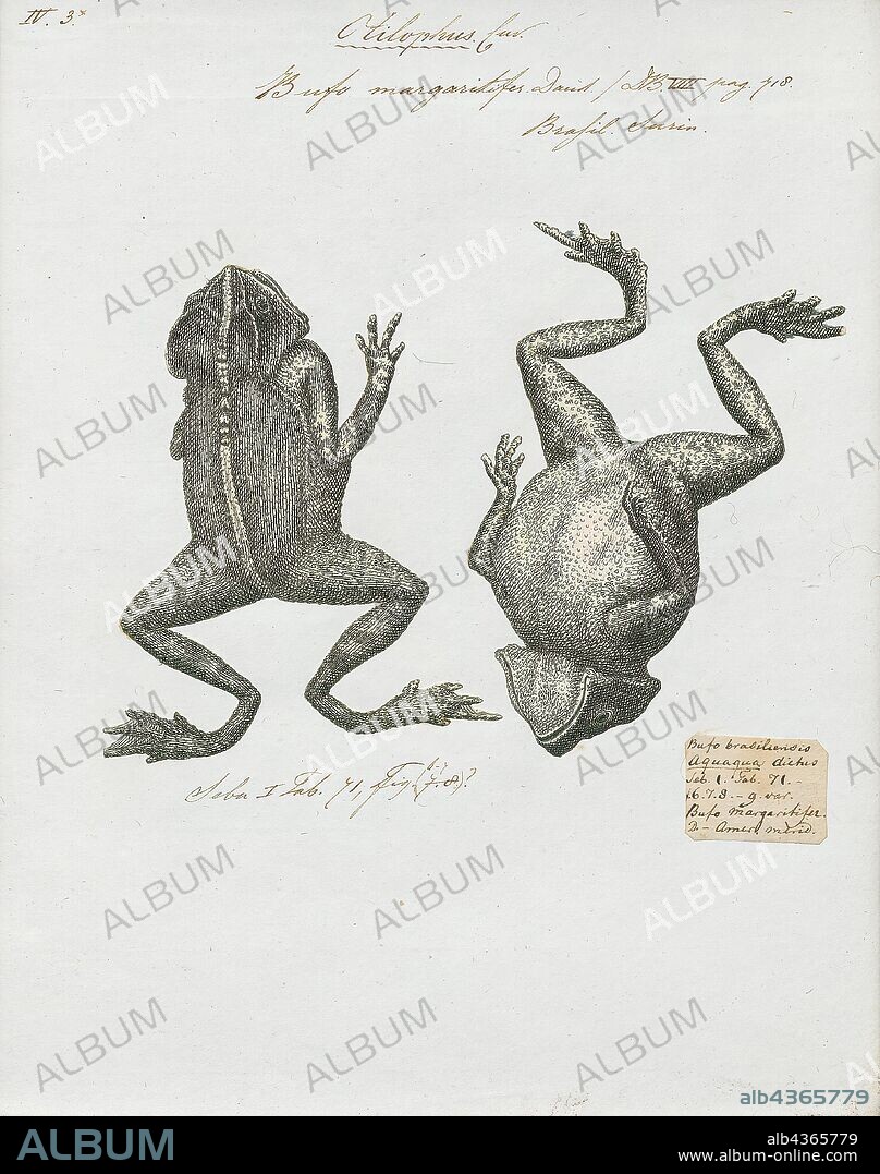 Bufo margaritifer, Print, The South American common toad (Rhinella margaritifera; also mitred toad, in Spanish sapo crestado) is a species complex of toads in the family Bufonidae. They are found throughout the Amazonian South America (Bolivia, Brazil, Colombia, Ecuador, French Guiana, Guyana, Peru, Suriname, and Venezuela) and eastern Panama. It was originally believed to be a single species, but is now known to represent a complex of more than one., 1700-1880.