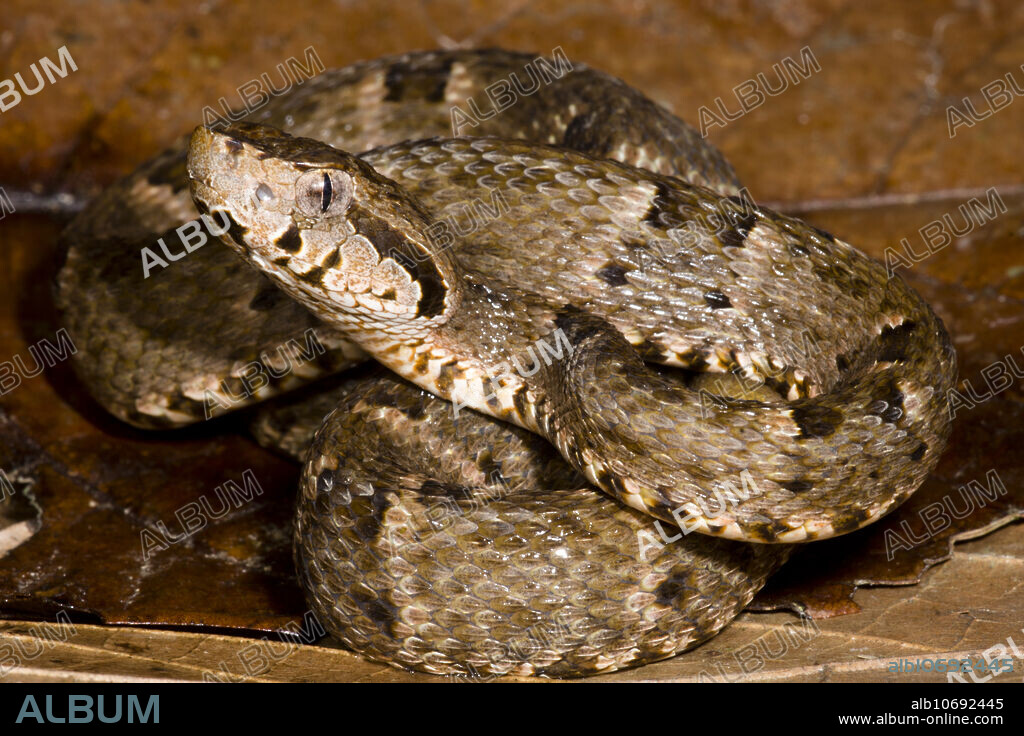 This species of snake is responsible for most cases of snake bite and envenomation in this corner of the upper Amazon Basin of Peru - the Fer-de-Lance (Bothrops atrox). This juvenile (note yellowish tail tip) is coiled in the low foliage. The snakes do well around humans, feeding on things like rodents. Rural families commonly have bathroom facilities away from their homes. Walking to said facilities in the dark delivers the perfect set of circumstances for snake bite...and the bites are defensive bites. Vipers are critically important components of the ecological communities from which they come. For a balanced and healthy wildlife community, these snakes need to be present. Further, they often feed on rodents, which can be associated with a wide variety of human pathogens. The study of viper venoms has produced some important medications and is a hot topic of study. For example, the study of the venom of a related species to the Fer-de-Lance, a Brazilian viper (Bothrops jararaca),.