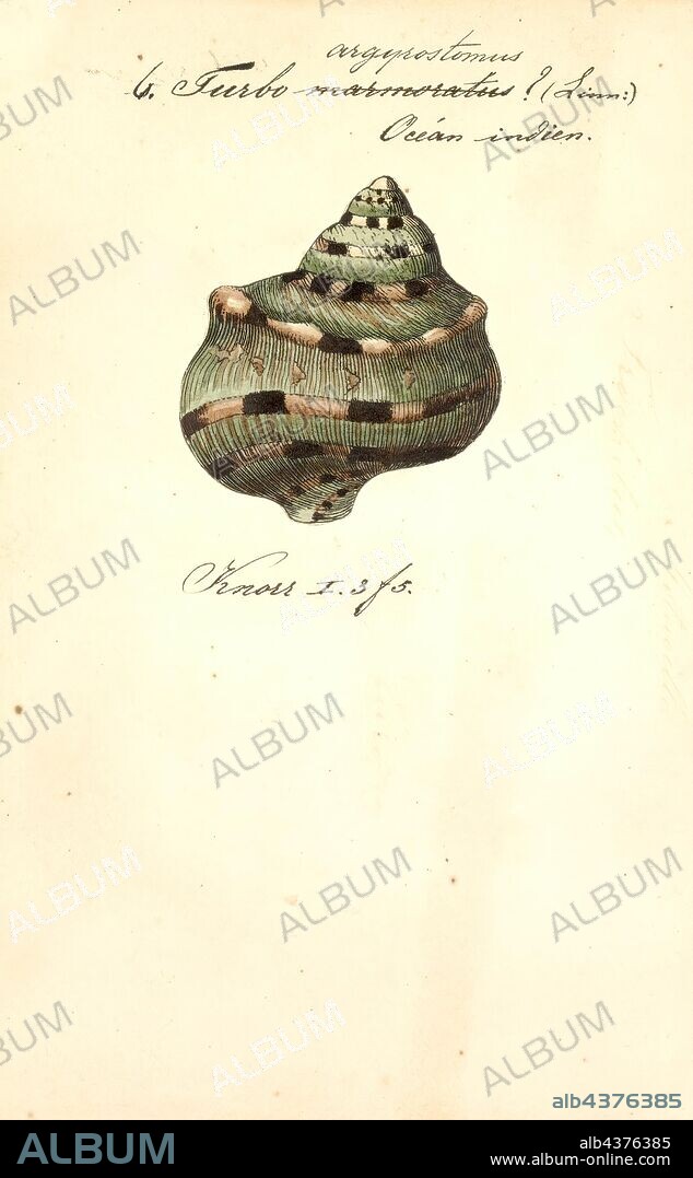 Turbo argyrostomus, Print, Turbo argyrostomus, common name the silver-mouthed turban, is a species of sea snail, marine gastropod mollusk in the family Turbinidae.