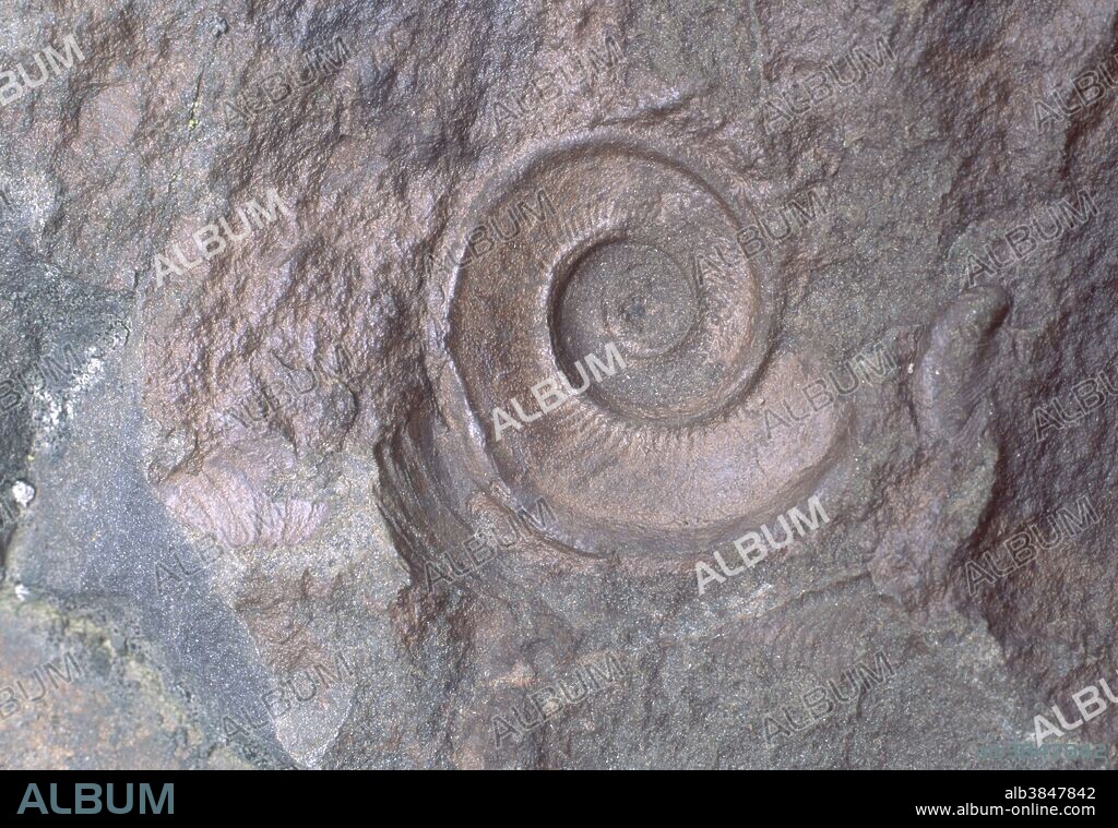 Hormotoma fossil in Pike County, Pennsylvania.
