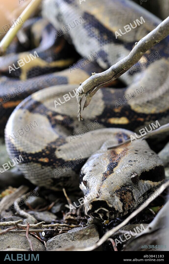 Boa constrictor, Colombia, Atlantic rainforest.