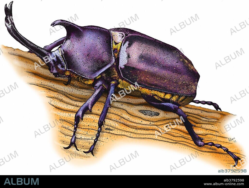 Japanese rhinoceros beetle (Allomyrina dichotoma), sold in Japan as pets. Illustration.