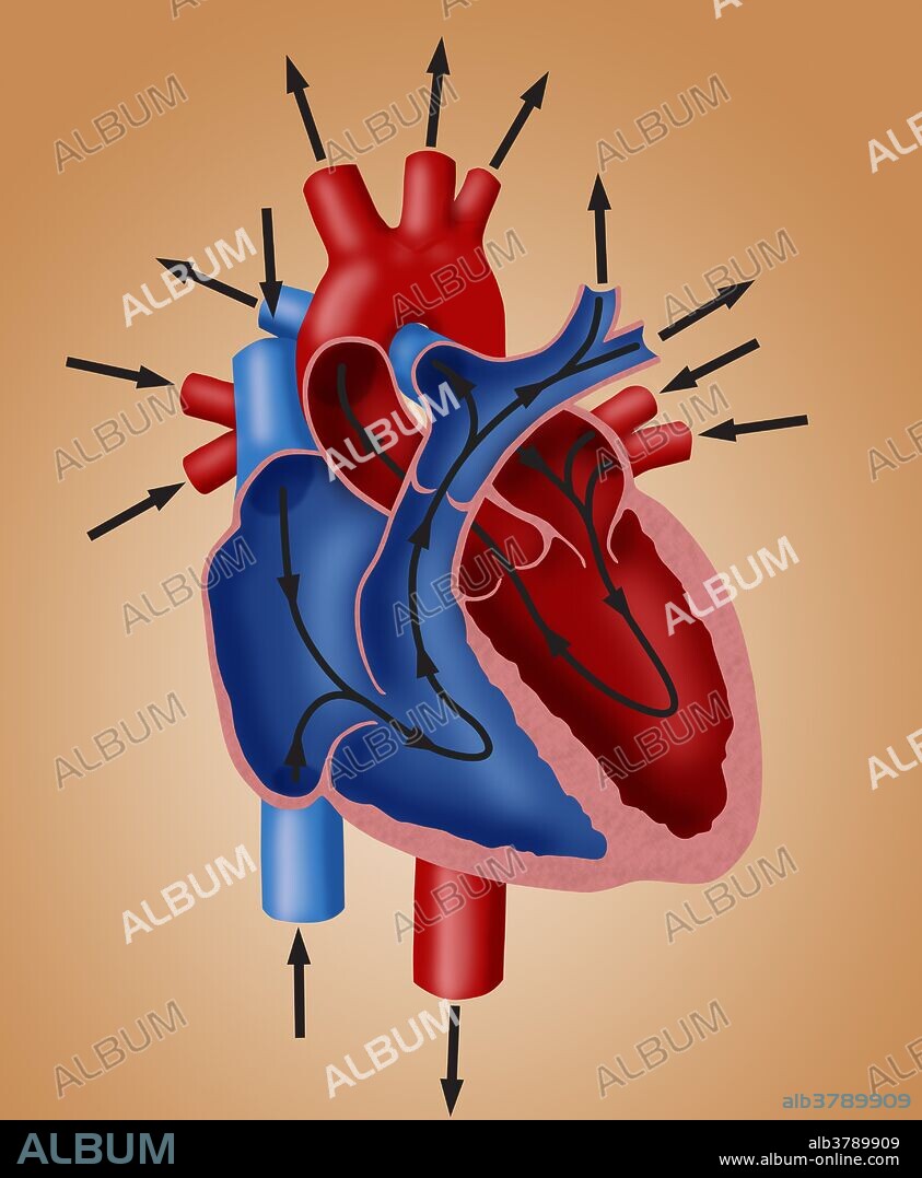 Diagram illustrating the paths of blood flow through the heart. Blood enters the heart through two large veins, the inferior and superior vena cava, emptying oxygen-poor blood from the body into the right atrium. The pulmonary vein empties oxygen-rich blood from the lungs into the left atrium. Blood flows from the atria into the ventricles through the tricuspid valve and the mitral valve. When the ventricles are full, the valves shut. This prevents blood from flowing backward into the atria while the ventricles contract. When they do, blood leaves the heart through the pulmonic valve and the aortic valve.