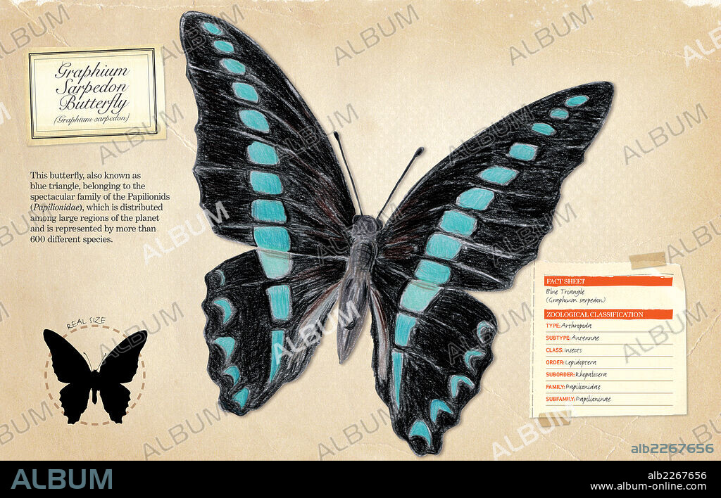 Graphium Sarpedon Butterfly. Fact sheet and zoological classification of Graphium Sarpedon Butterfly (Graphium sarpedon).