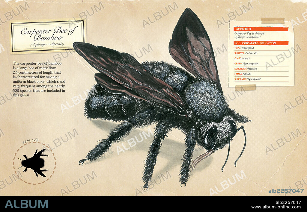 Abejorro carpintero del bambú. Ficha y clasificación zoológica del abejorro carpintero del bambú (Xylocopa iridipennis).