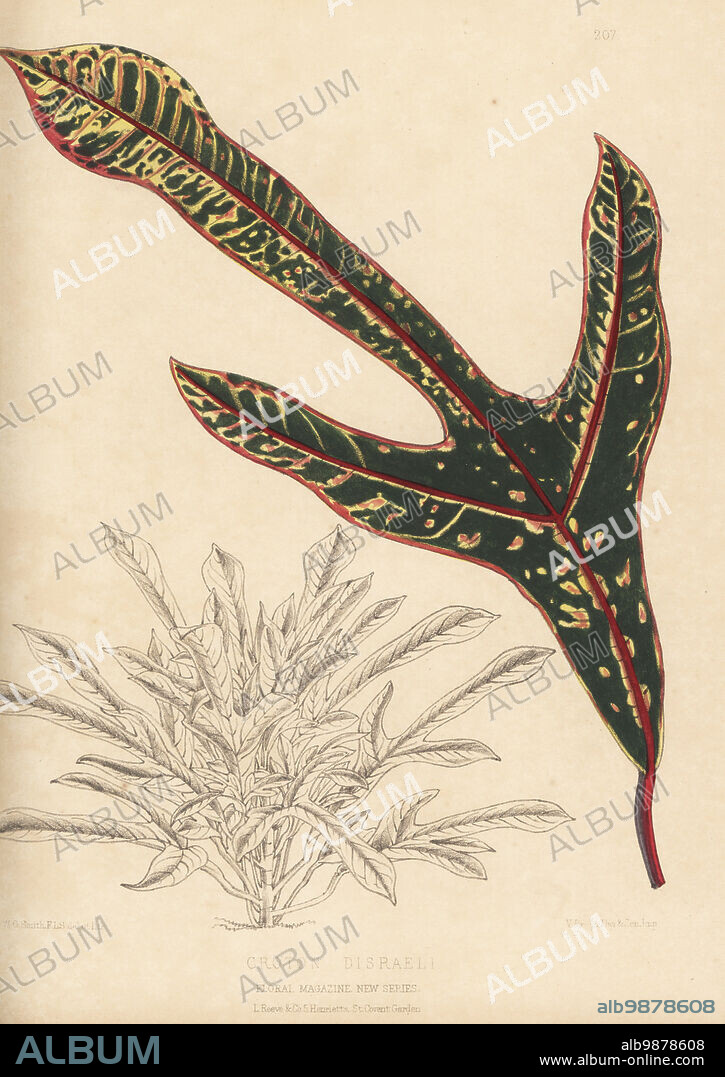 Croton disraeli, Codiaeum variegatum cultivar. Hybrid croton foliage plant raised by James Veitch and Sons nursery, King's Road, Chelsea. Handcolored botanical illustration drawn and lithographed by Worthington George Smith from Henry Honywood Dombrain's Floral Magazine, New Series, Volume 5, L. Reeve, London, 1876. Lithograph printed by Vincent Brooks, Day & Son.