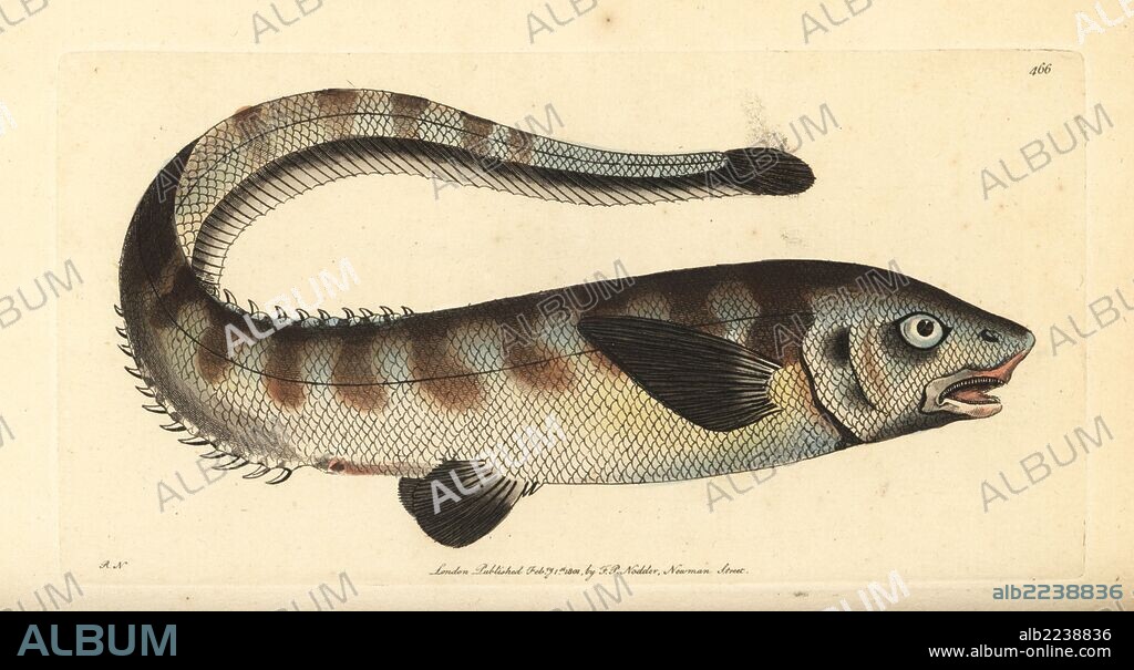 Snub-nosed spiny eel, Notacanthus chemnitzii (Nasal notocanthus, Notocanthus nasus). Illustration drawn and engraved by Richard Polydore Nodder. Handcoloured copperplate engraving from George Shaw and Frederick Nodder's "The Naturalist's Miscellany," London, 1801.