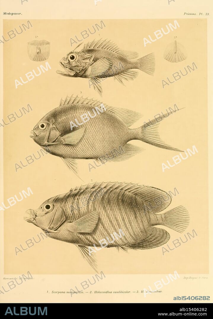 Histoire physique, naturelle, et politique de Madagascar, Paris, Impr. nationale, 1885-, maps, natural history, lepidoptera, Madagascar, description and travel, This illustration features three species of fish, arranged in a vertical alignment for comparative analysis. Each fish is meticulously detailed, showcasing their anatomical features such as fins, gills, and body shapes. The fish are labeled with corresponding numbers for identification, and smaller sketches at the top provide additional views of each species. The uppermost fish appears to be a Scorpaenidae, characterized by its robust body and spiky dorsal fin. The middle fish is distinct with a more flattened shape, possibly belonging to the genus Holocentrus, known for its vibrant colors in natural settings. The bottom fish exhibits a streamlined form, suggesting adaptations for efficient movement in water.