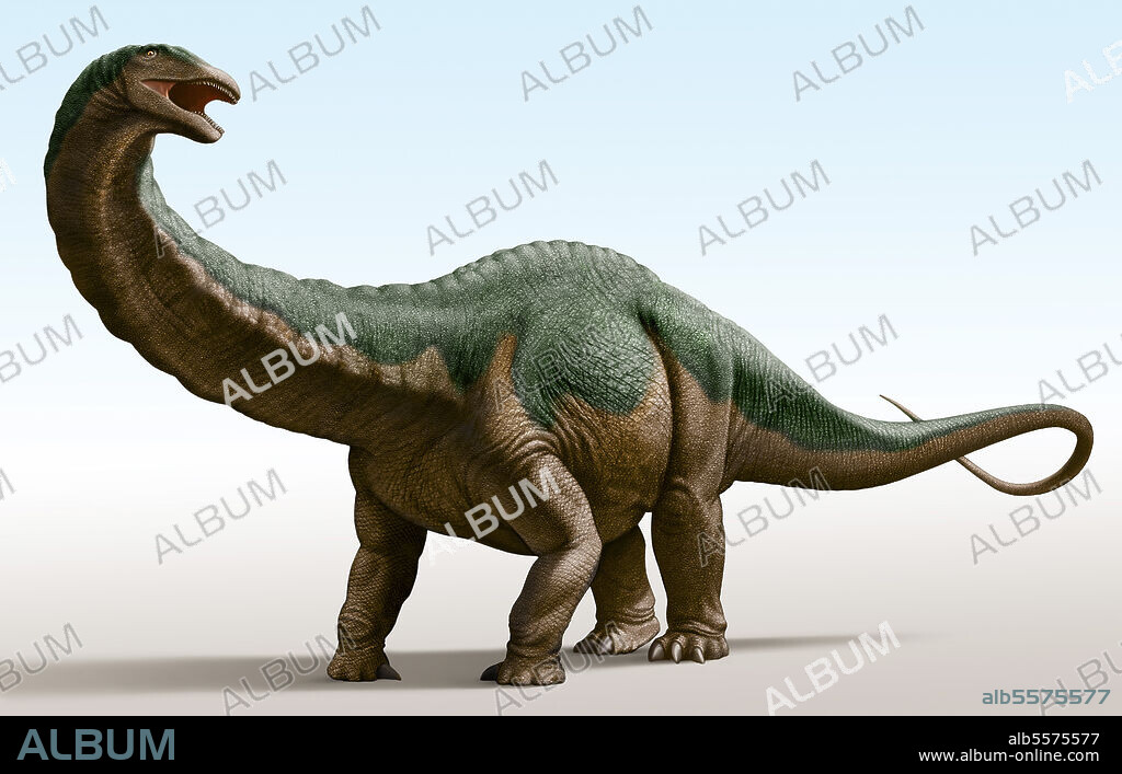 Apatosaurus louisae, a genus of herbivorous sauropod dinosaur.