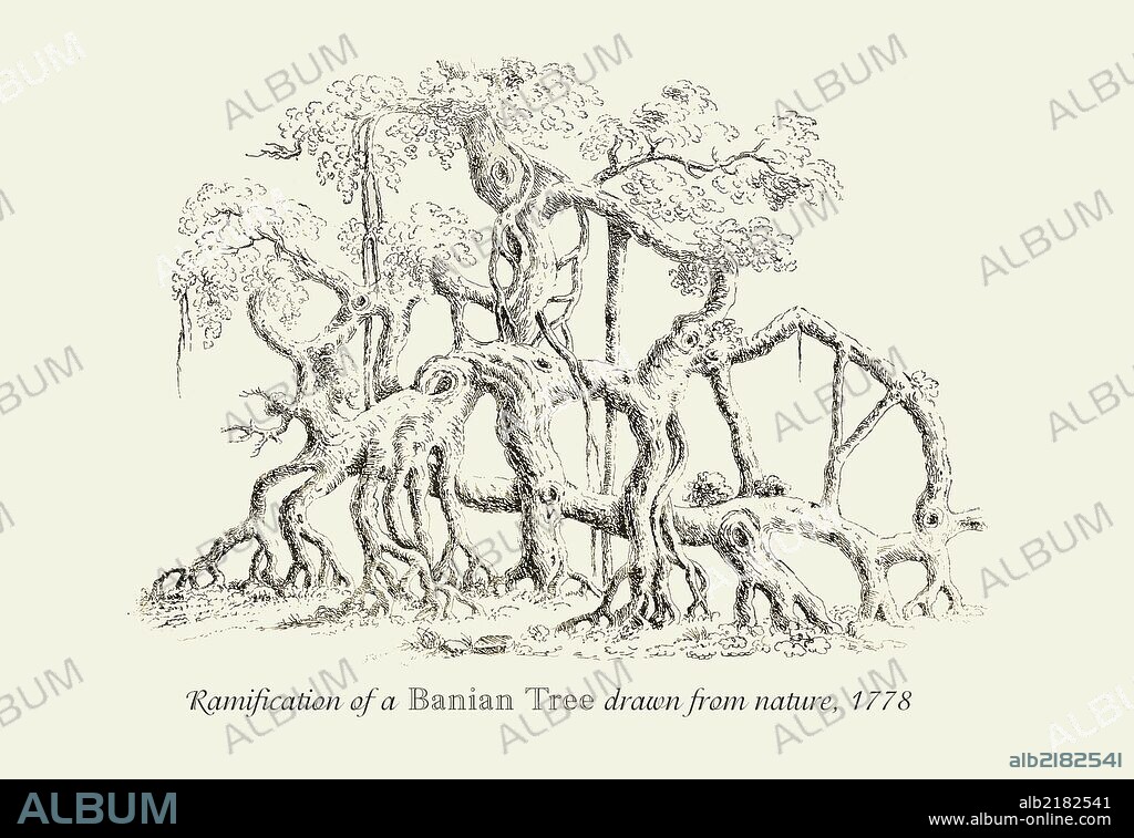 Ramification of a Banian Tree 1813.