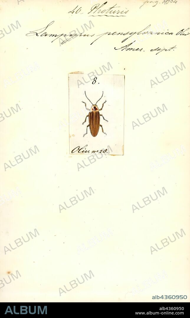 Photuris, Print, Photuris is a genus of fireflies (beetles of the family Lampyridae). These are the femme fatale lightning bugs of North America. This common name refers to a behavior of the adult females of these predatory beetles; they engage in aggressive mimicry, imitating the light signals of other firefly species' females to attract, kill, and eat the males. Their flashing bioluminescent signals seem to have evolved independently and eventually adapted to those of their prey, mainly unrelated Lampyrinae, such as Photinus (rover fireflies) or Pyractomena.
