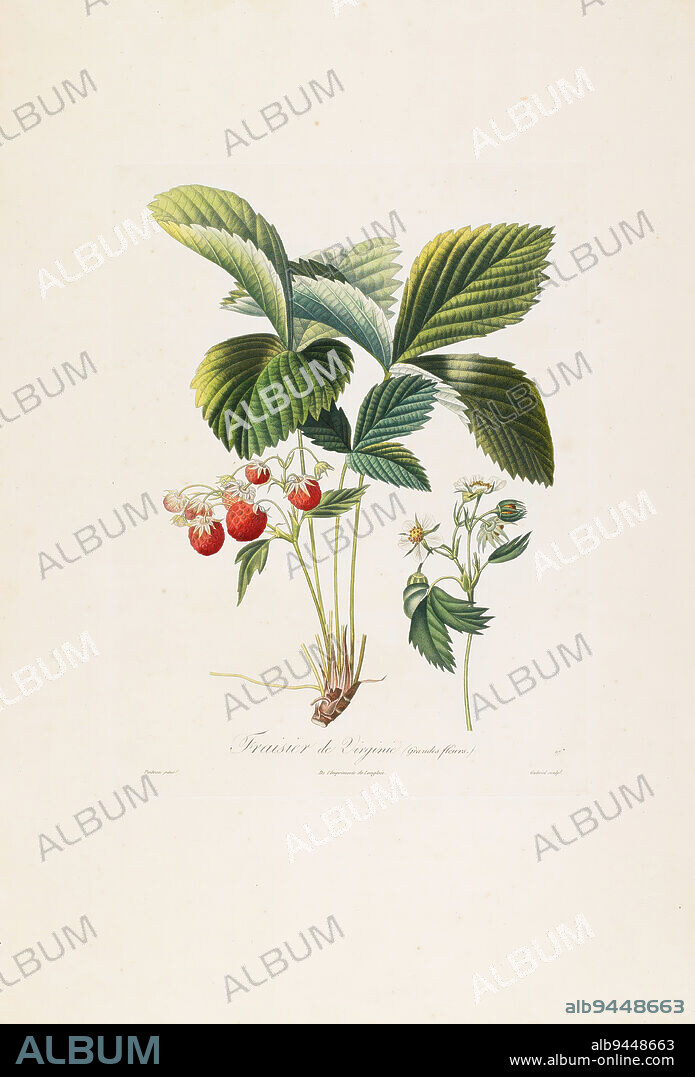 Fraisier de Virginie (Grandes fleurs), from Traite des Arbres Fruitiers, 1807-1835, after Antoine Poiteau; Engraver: Gabriel, French, 1766 - 1854, 12 1/4 x 9 1/4 in. (31.12 x 23.5 cm) (plate), Hand-colored stipple engraving, France, 19th century.